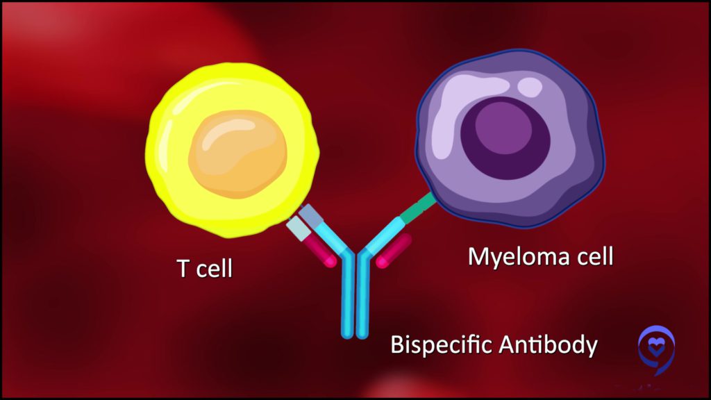 How bispecific antibodies work