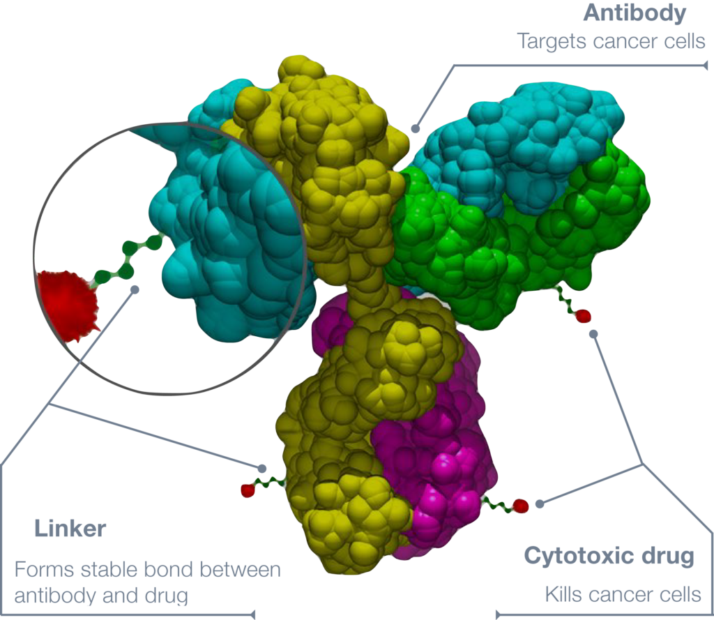 antibody-drug conjugate