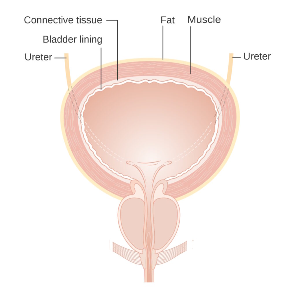bladder