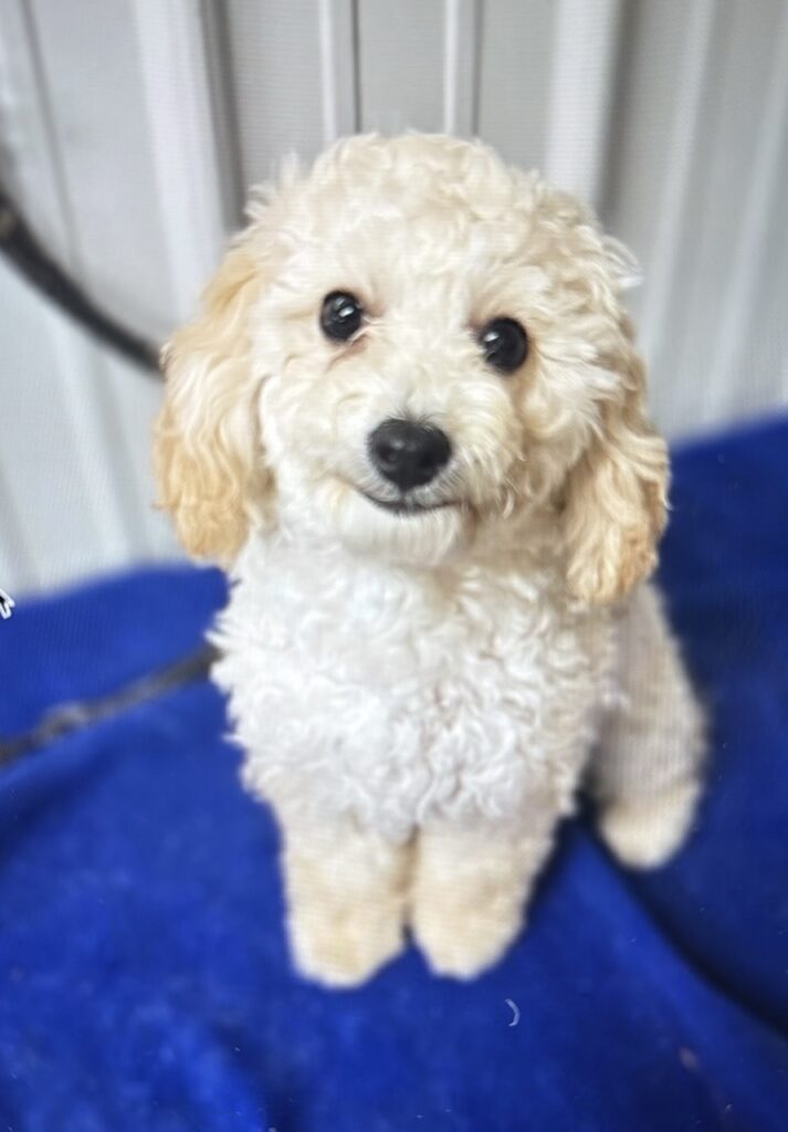 Tawanna T. follicular lymphoma